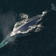 Ballena azul. Wikimedia Commons